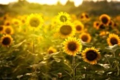 Coveryourdesk Schreibtischunterlage Schreibtischunterlage Schreibunterlage Aus Premium Vinyl - Sonnenblumenfeld - 60 X 40 Cm