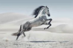 Coveryourdesk Schreibtischunterlage Schreibtischunterlage Schreibunterlage Aus Premium Vinyl - Für Kinder Und Erwachsene - Weisses Pferd - 60 X 40 Cm