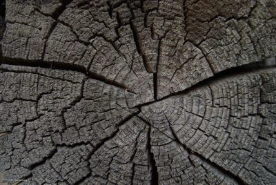 Coveryourdesk Schreibtischunterlage Schreibtischunterlage Schreibunterlage Aus Premium Vinyl - Baumstumpf Holztextur - 60 X 40 Cm 3 Coveryourdesk Schreibtischunterlage Schreibtischunterlage Schreibunterlage Aus Premium Vinyl - Baumstumpf Holztextur - 60 X 40 Cm