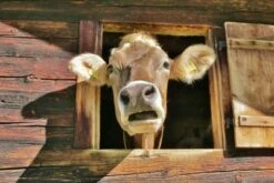 Coveryourdesk Schreibtischunterlage Schreibtischunterlage Schreibtischunterlage Für Kinder Und Erwachsene – “Neugierige Kuh“ – Aus Erstklassigem, Strapazierfähigem Vinyl (Kunststoff) – 60 X 40 Cm – Ma