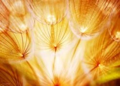 Coveryourdesk Schreibtischunterlage Schreibtischunterlage Für Kinder Und Erwachsene – “Pusteblume Im Sonnenglanz“ – Aus Erstklassigem, Strapazierfähigem Vinyl (Kunststoff -BPA Frei) – 70 X 50 Cm – Mad